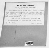 Drepanopeziza ribis image